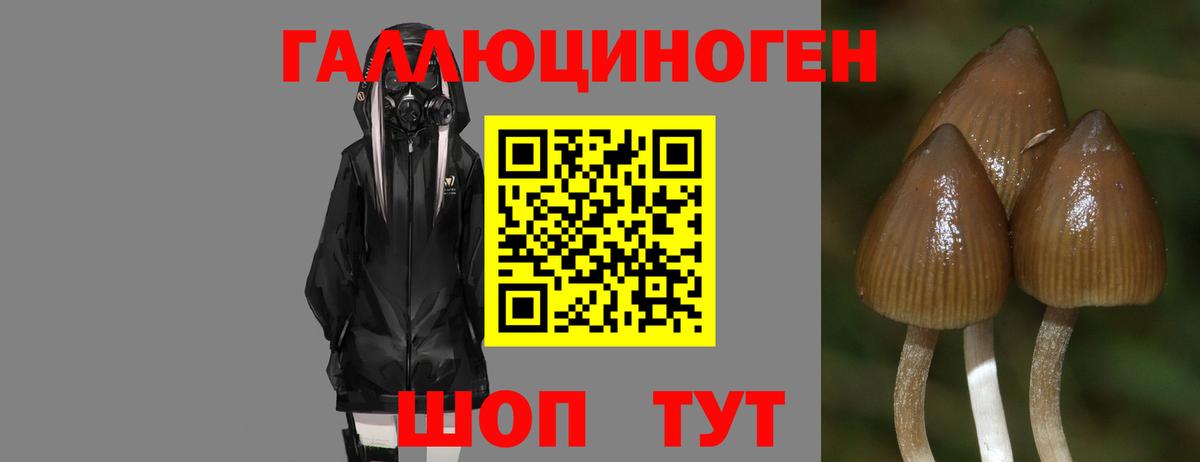 Петропавловск-Камчатский  Галлюциногенные грибы Psilocybine cubensis  Вход с VPN 